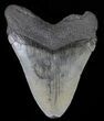 Fossil Megalodon Tooth - Georgia #65754-1